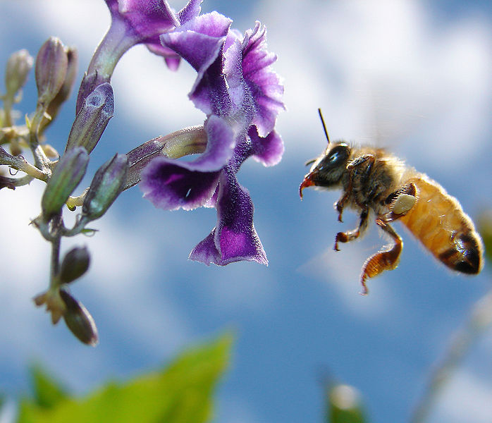 Bee flying to a flower